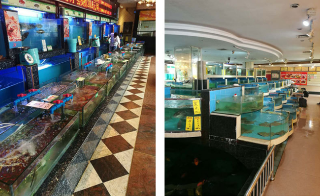 成都日皮视频APP苹果下载设备厂制作海鲜池