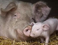 泔水不让喂猪，举报还有奖，拿什么拯救你？