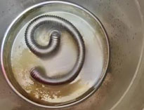 商用日皮视频APP苹果下载设备专家和你聊聊水垢的危害及解决方法